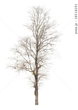 Dead tree or dried tree isolate on white . 38518291