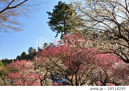 熱海梅園 熱海梅園 38518295