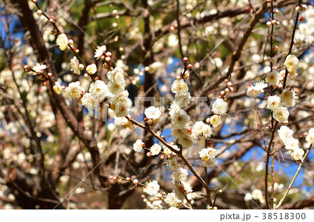 熱海梅園 38518300