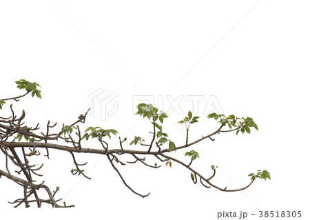 Branch isolated on white background. 38518305