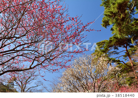熱海梅園 38518440