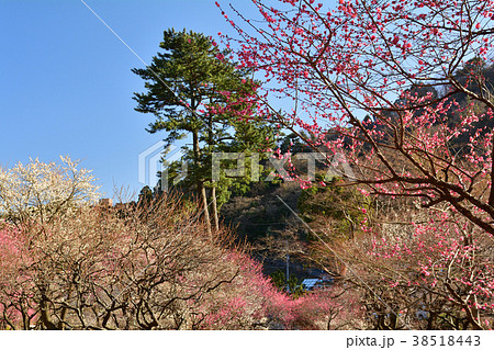 熱海梅園 38518443