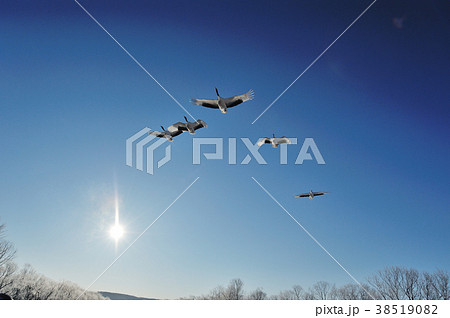 タンチョウの塒立ち（北海道） 38519082