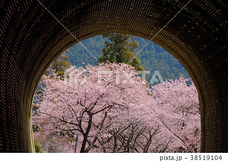 桜トンネルの写真素材