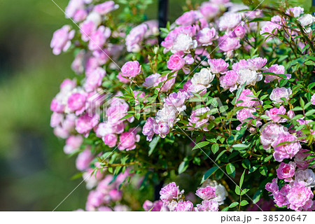 ピンクのつる性ミニバラの花の写真素材