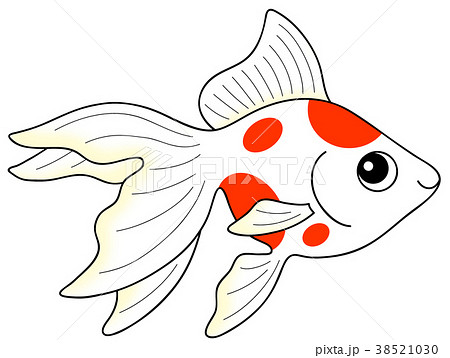 金魚 流金 琉金 2色 のぬりえとカラーのイラストです イラストレーターみやもとかずみのイラスト素材 ๑ ๑