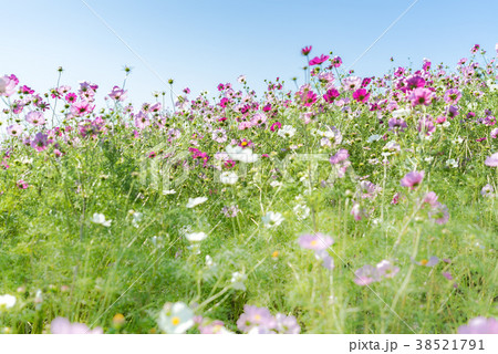 Kochia and cosmos filed Hitachi Ibaraki Japan Kochia and cosmos filed Hitachi Ibaraki Japan 38521791