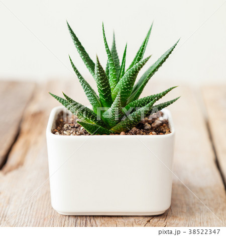 Haworthia succulent close up in white pot. 38522347
