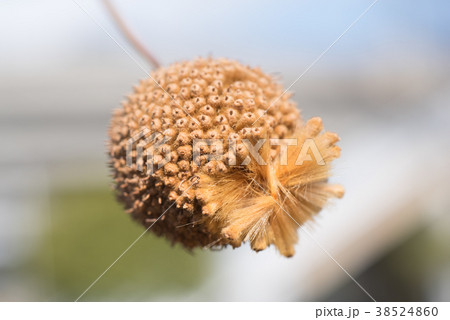 スズカケノキの実 38524860