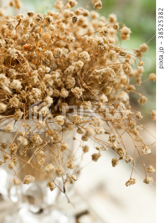 Dry Gypsophila Dry Gypsophila 38525382