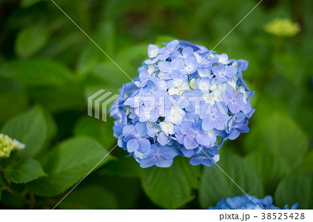 普光寺のあじさい 38525428