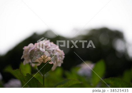 普光寺のあじさい 38525435