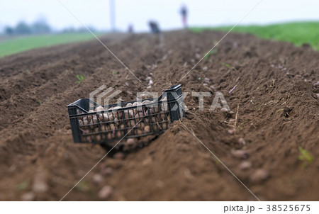 potato ridges 38525675