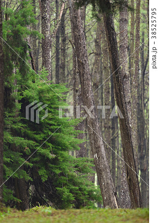 pine forest in Thailand pine forest in Thailand 38525795