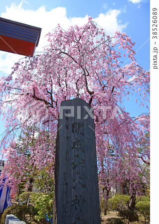 福島県郡山市　開成山大神宮の桜 38526089