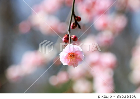 しだれ梅 38526156