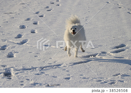 雪の中走る犬 雪の中走る犬 38526508