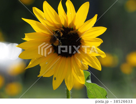 ヒマワリとマルハナバチ 38526633