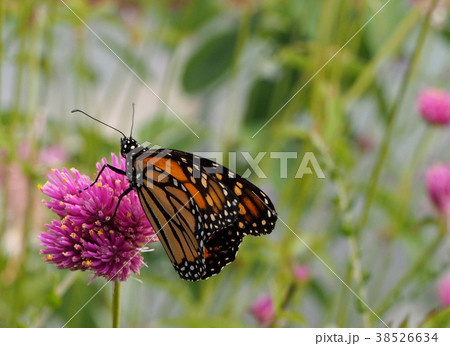 ピンクの花にとまるオオカバマダラ 38526634