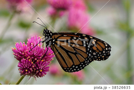 ピンクの花にとまるオオカバマダラ 38526635