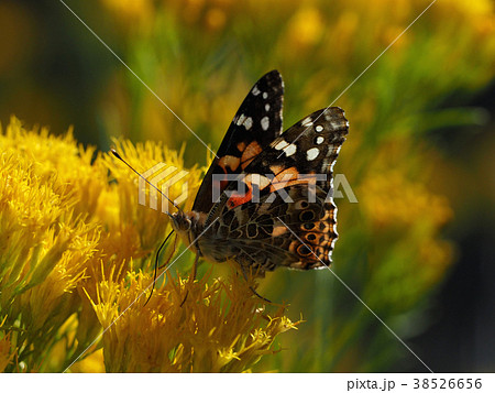 ヒメアカタテハと黄色い花 ヒメアカタテハと黄色い花 38526656