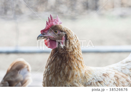 A chicken's portrait close up 38526676