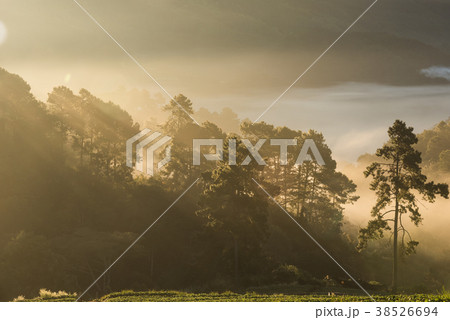 sunrise in the mountains landscape forest 38526694