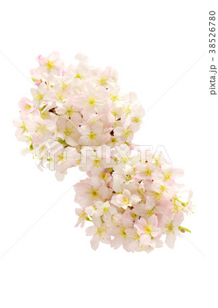 桜（丸型２個）（白バック） 38526780