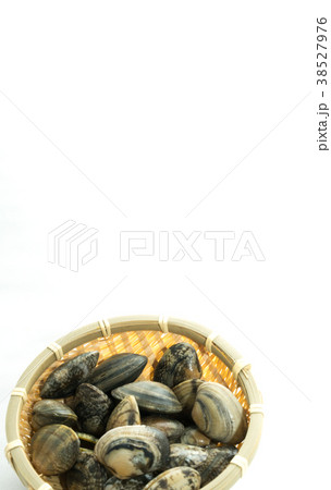 アサリ 白背景 アサリ 白背景 38527976