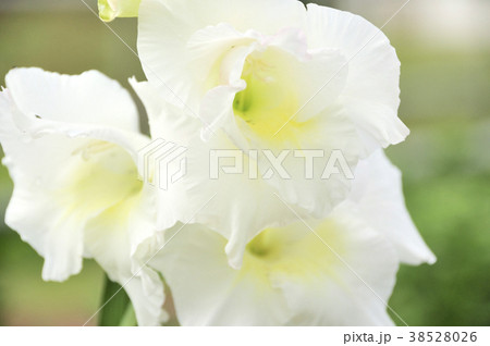 白いグラジオラスの花の写真素材