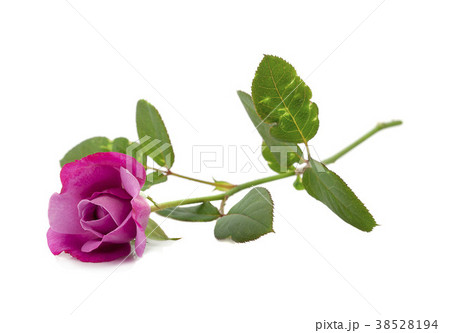 A pink rose bloom by gift A pink rose bloom by gift 38528194