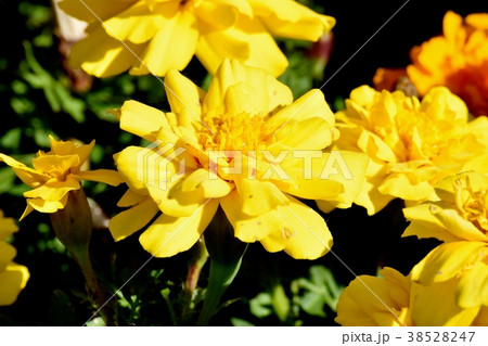 東京都三鷹市の植物 三鷹中原に咲くマリーゴールド 38528247