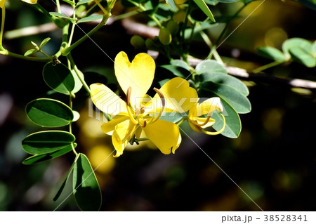 東京都三鷹市の植物 三鷹中原に咲く黄色いコバノセンナの花 38528341