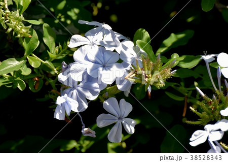 東京都三鷹市の植物 三鷹中原に咲くルリマツリ 38528343