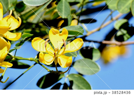 東京都三鷹市の植物 三鷹中原に咲く黄色いコバノセンナの花 38528436