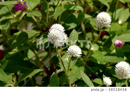 東京都三鷹市の植物 三鷹中原に咲くセンニチコウ 38528438