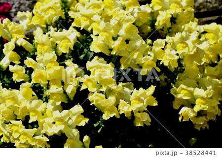 東京都三鷹市の植物 三鷹中原に咲くキンギョソウ 38528441