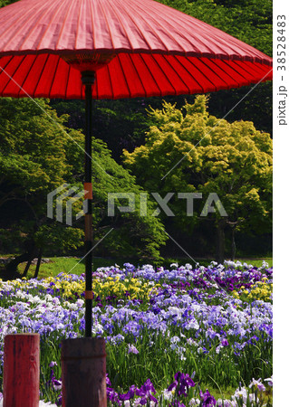 花菖蒲 花菖蒲 38528483