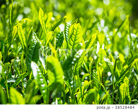 宇治茶の新芽 38528484