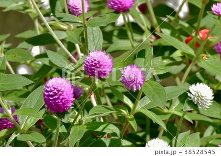 東京都三鷹市の植物 三鷹中原に咲くセンニチコウ 38528545