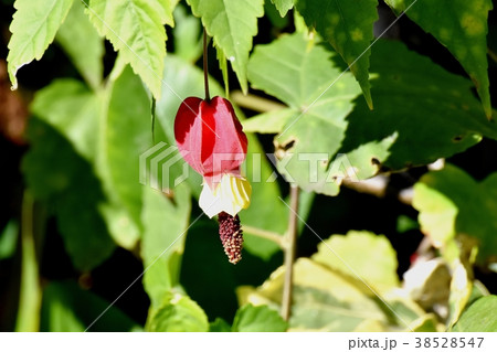 東京都三鷹市の植物 三鷹中原に咲くチロリアンランプ 38528547
