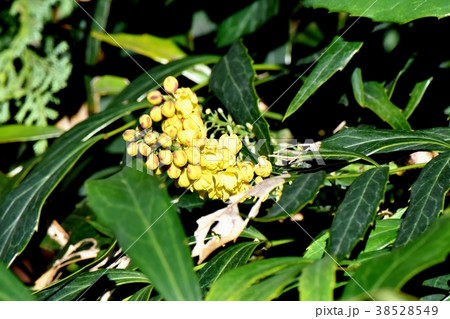 東京都三鷹市の植物 三鷹中原に咲くヒイラギナンテンの花 38528549