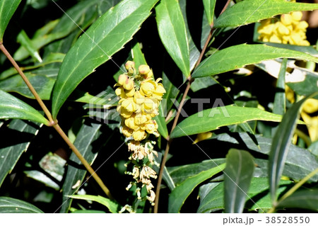 東京都三鷹市の植物 三鷹中原に咲くヒイラギナンテンの花 38528550