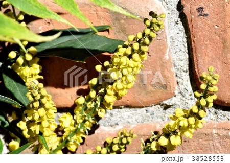 東京都三鷹市の植物 三鷹中原に咲くヒイラギナンテンの花 38528553