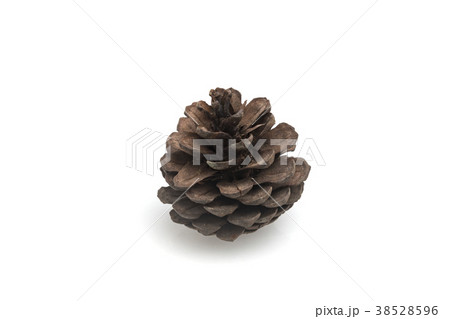 Pine cones isolated on white background Pine cones isolated on white background 38528596