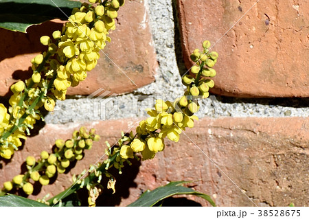 東京都三鷹市の植物 三鷹中原に咲くヒイラギナンテンの花 38528675