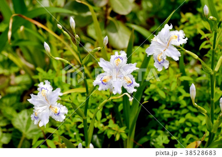 東京都三鷹市の植物 三鷹中原に咲くシャガ 東京都三鷹市の植物 三鷹中原に咲くシャガ 38528683