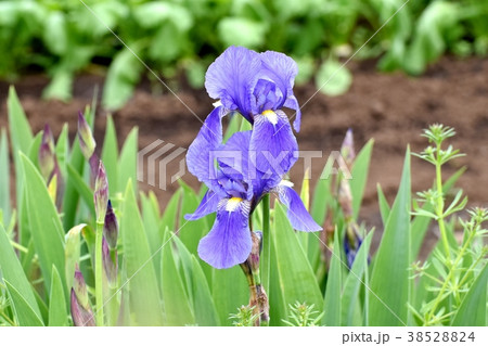 東京都三鷹市の植物 三鷹中原に咲くアヤメ 38528824