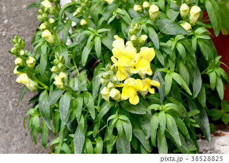 東京都三鷹市の植物 三鷹中原に咲くキンギョソウ 38528825
