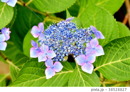 東京都三鷹市の植物 三鷹中原に咲くガクアジサイ 38528827